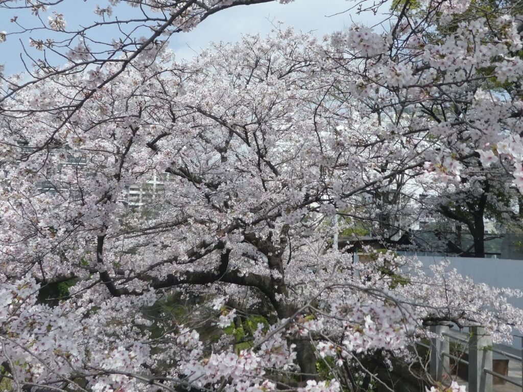 松戸神社のソメイヨシノ