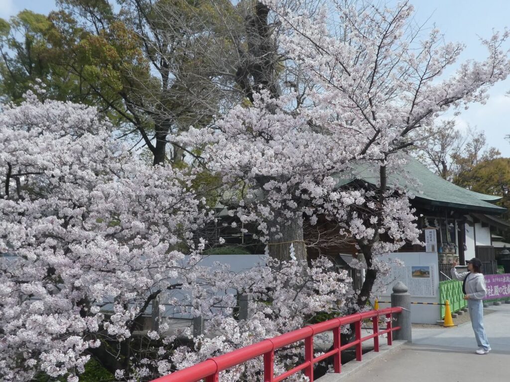 松戸神社のソメイヨシノ