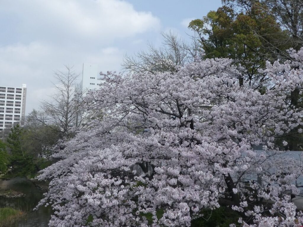 松戸神社のソメイヨシノ