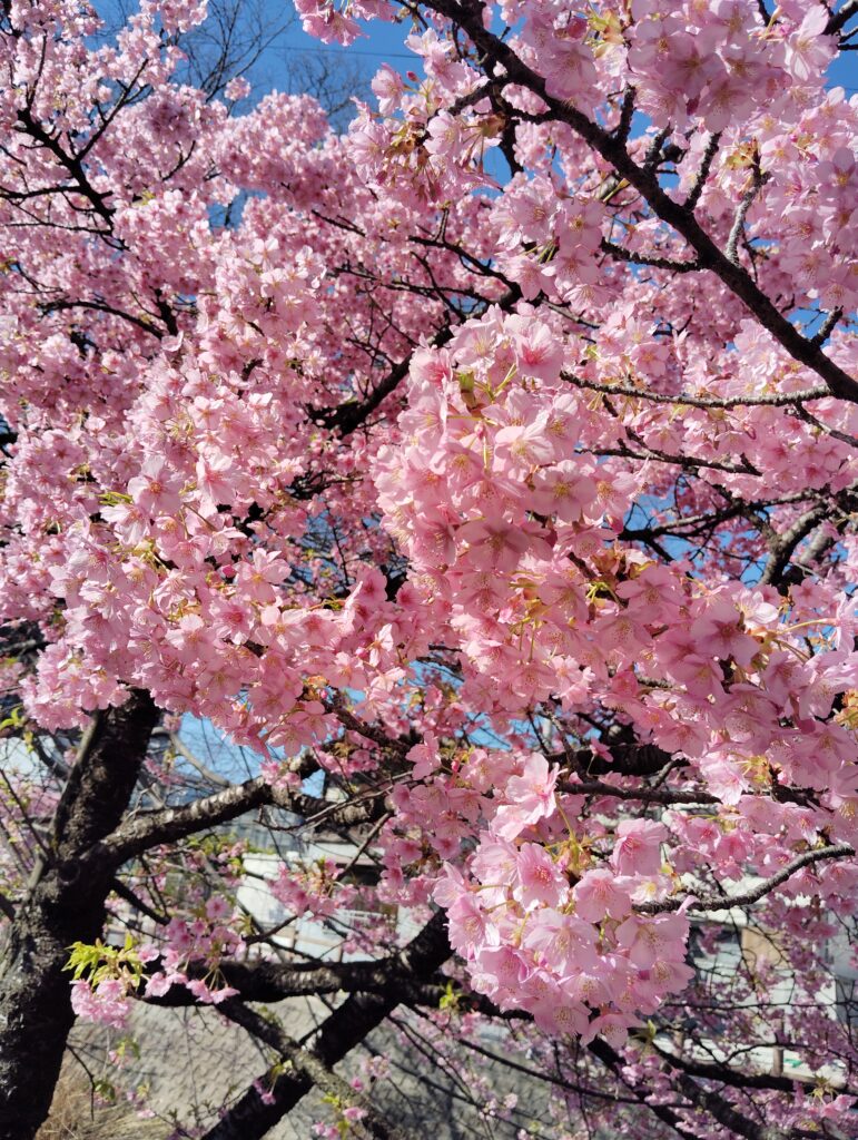 「第14回松戸宿坂川河津桜まつり」2日前の河津桜。