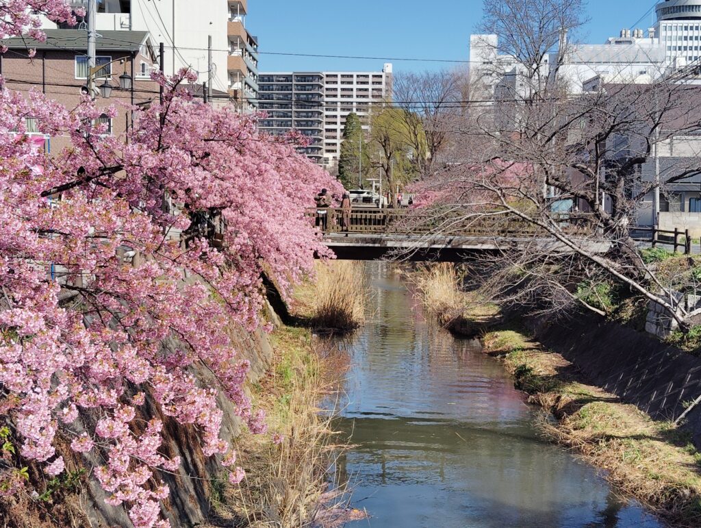 「第14回松戸宿坂川河津桜まつり」2日前の河津桜。