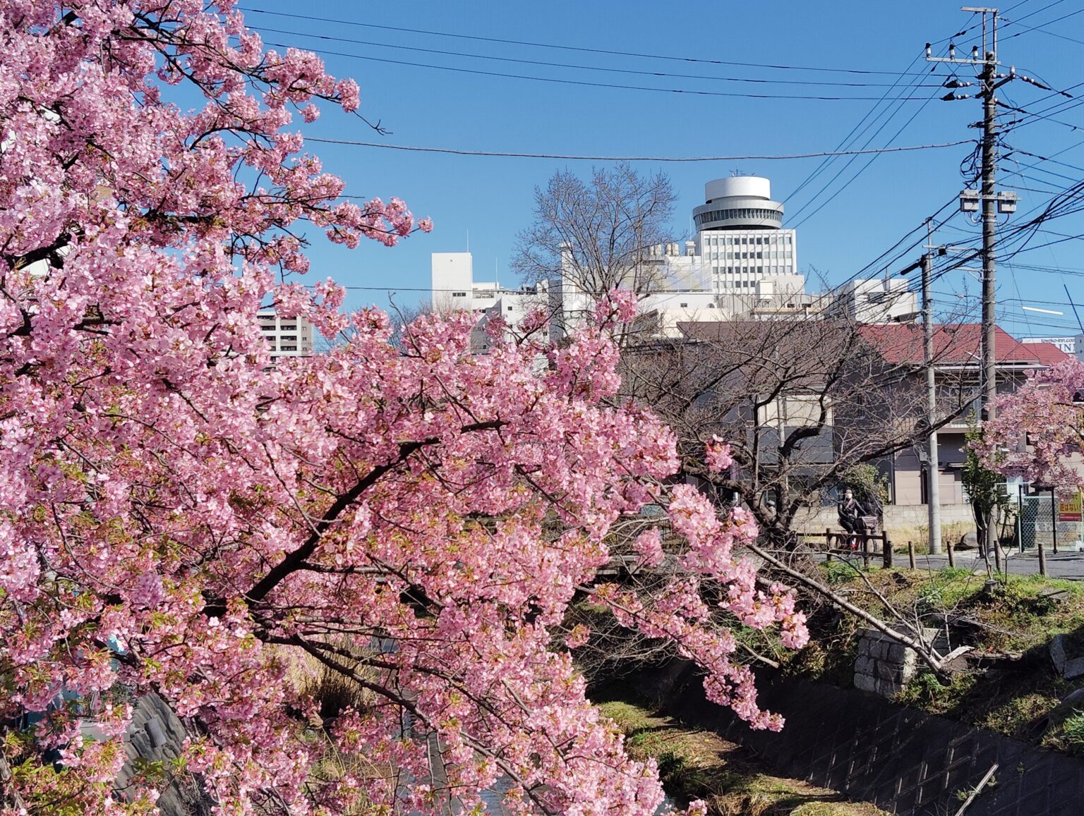 「第14回松戸宿坂川河津桜まつり」2日前の河津桜。