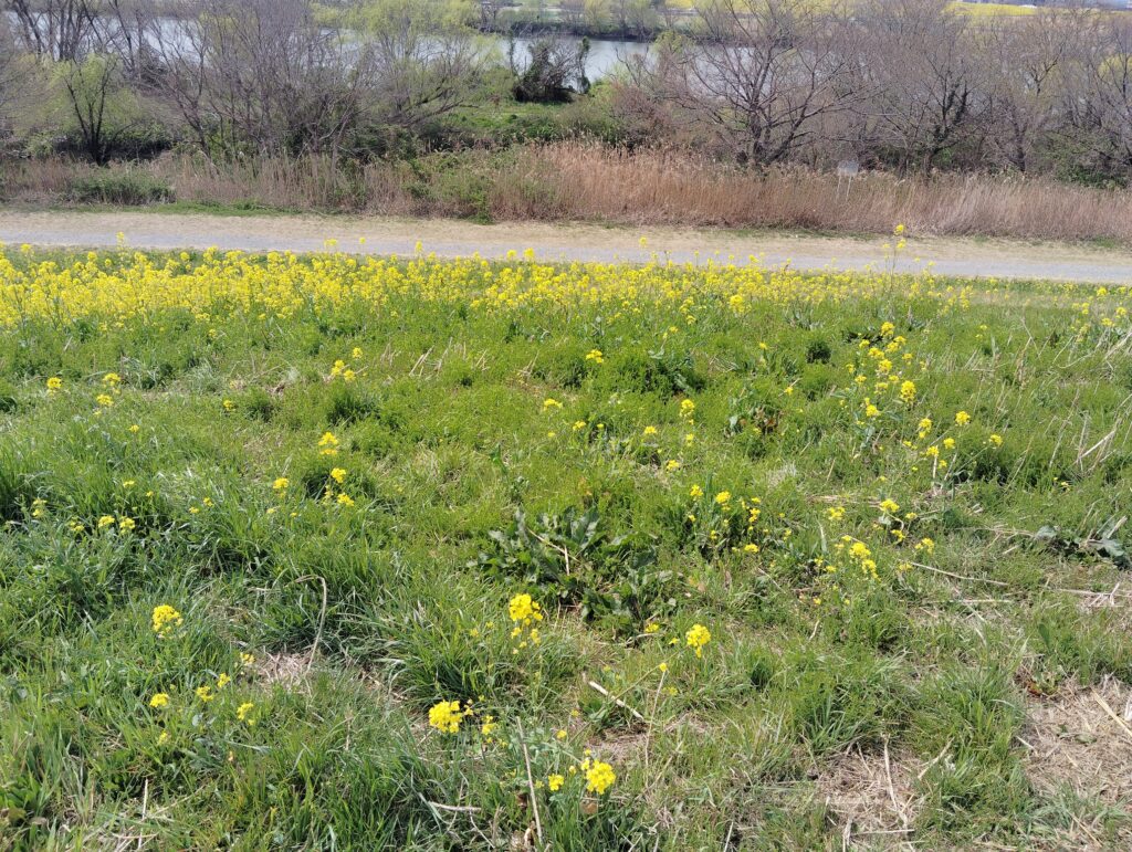 2026年江戸川　菜の花レポート