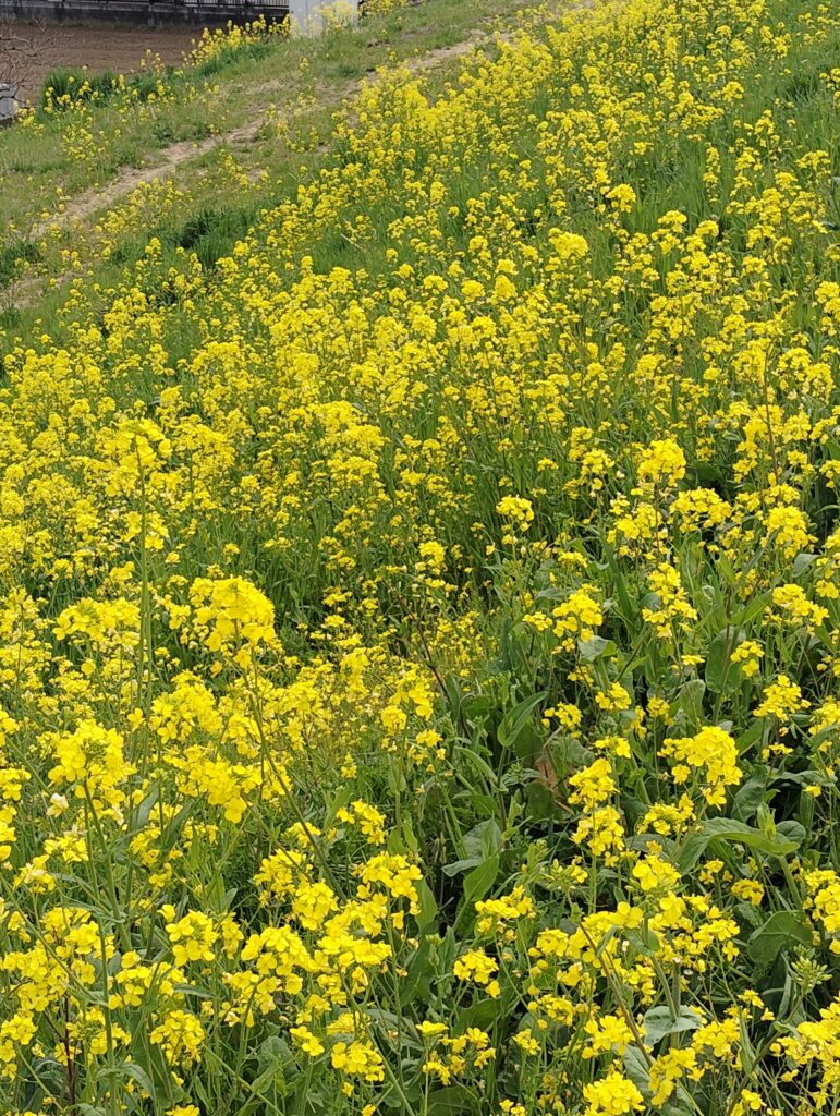 常磐線鉄橋の下流辺り（江戸川ラインゴルフ松戸コース辺り）