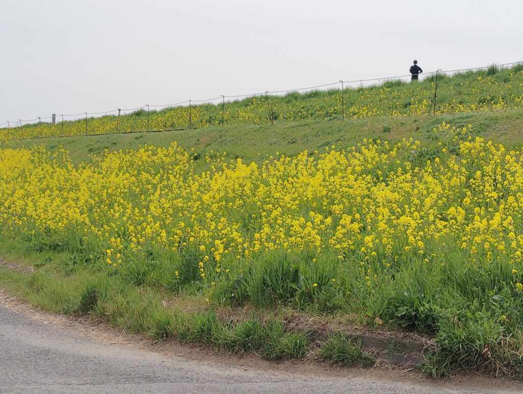 常磐線鉄橋の下流辺り（江戸川ラインゴルフ松戸コース辺り）