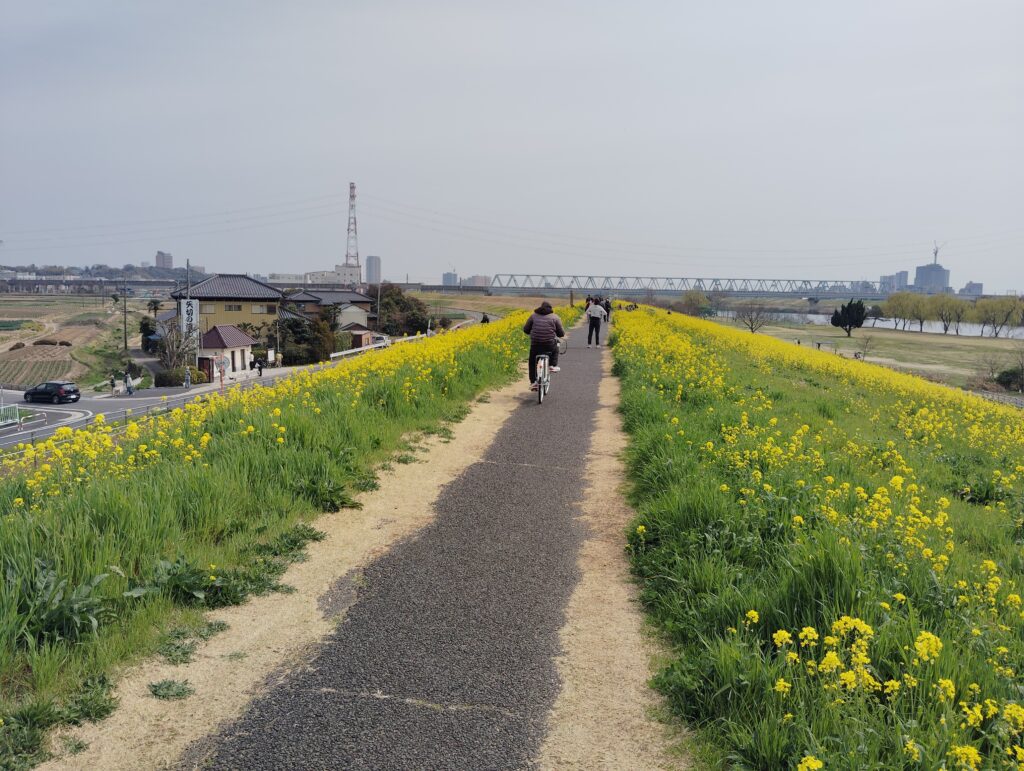矢切の渡し付近の菜の花