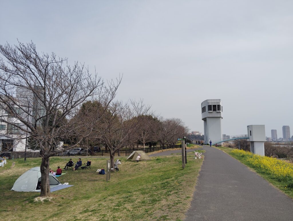 北総線橋梁下流・柳原水門付近の菜の花