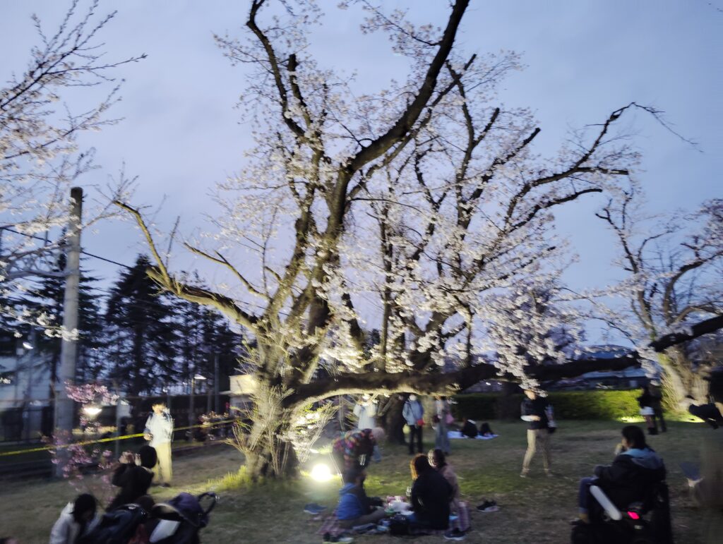 松戸駐屯地の桜並木ライトアップ・駐屯地一般解放2026