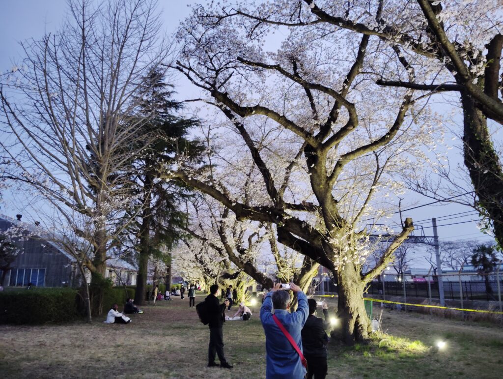 松戸駐屯地の桜並木ライトアップ・駐屯地一般解放2026