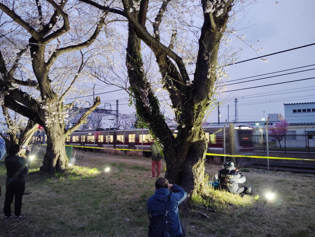 松戸駐屯地の桜並木ライトアップ・駐屯地一般解放2026