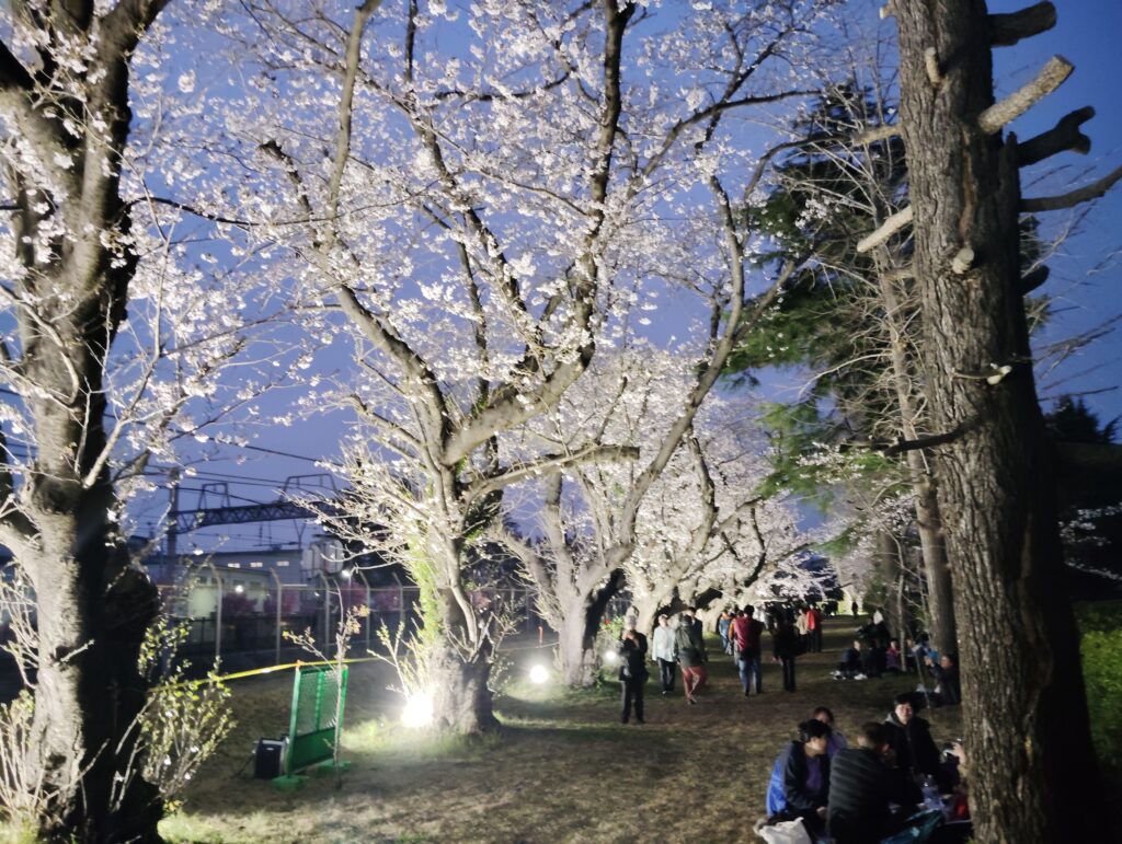松戸駐屯地の桜並木ライトアップ・駐屯地一般解放2026