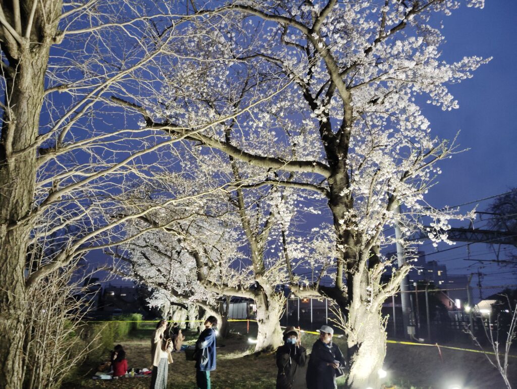 松戸駐屯地の桜並木ライトアップ・駐屯地一般解放2026