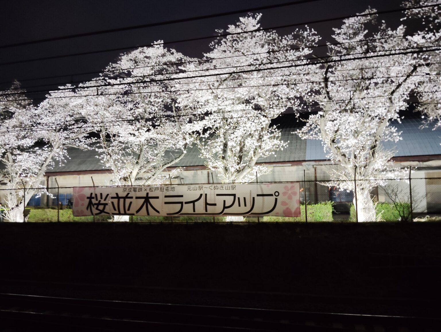 松戸駐屯地の桜並木ライトアップ・駐屯地一般解放2026