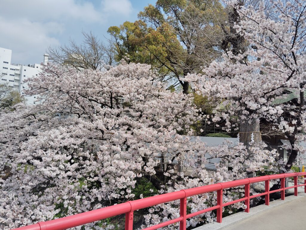 松戸神社のソメイヨシノ