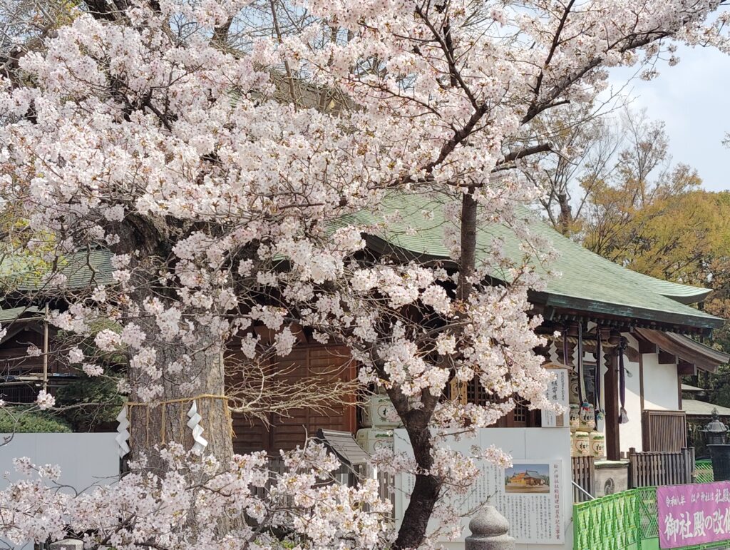 松戸神社のソメイヨシノ