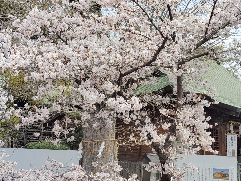 松戸神社のソメイヨシノ