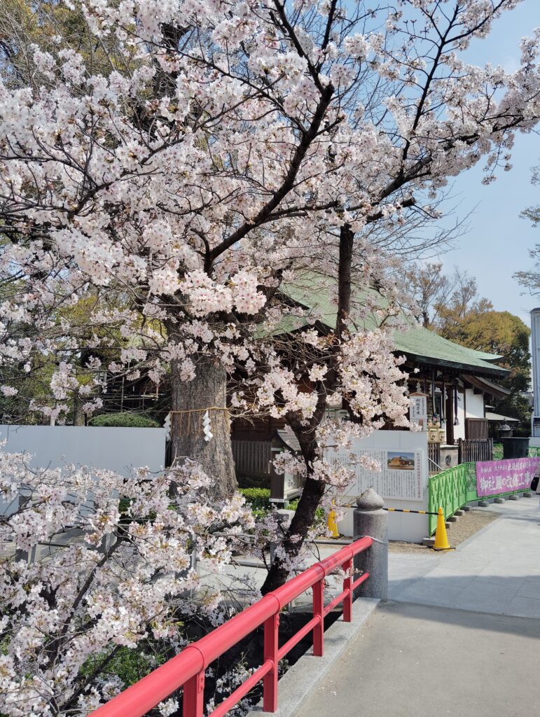 松戸神社のソメイヨシノ