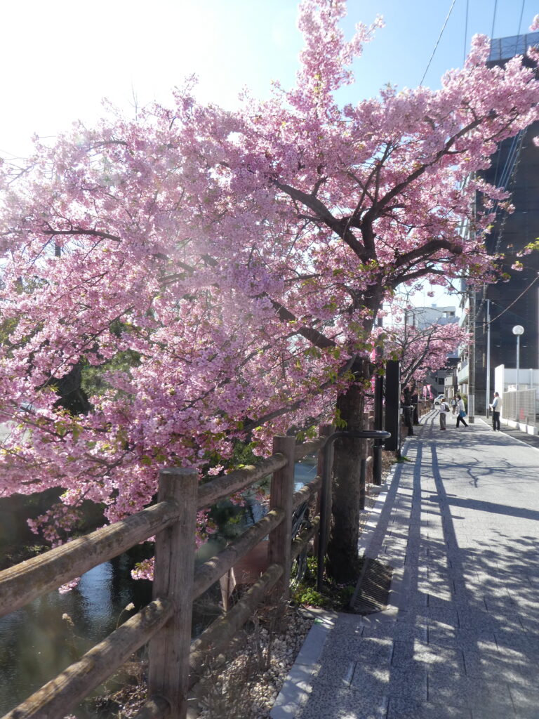「第14回松戸宿坂川河津桜まつり」2日前の河津桜。