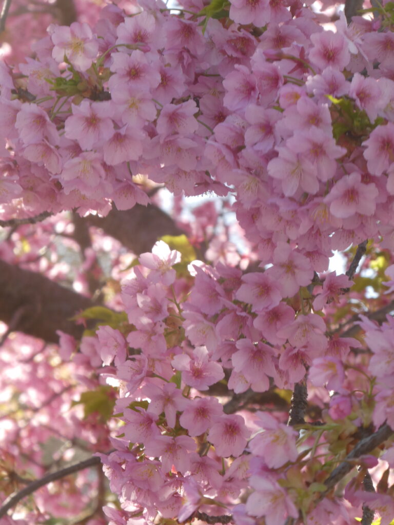 「第14回松戸宿坂川河津桜まつり」2日前の河津桜。
