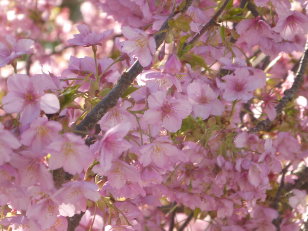 「第14回松戸宿坂川河津桜まつり」2日前の河津桜。