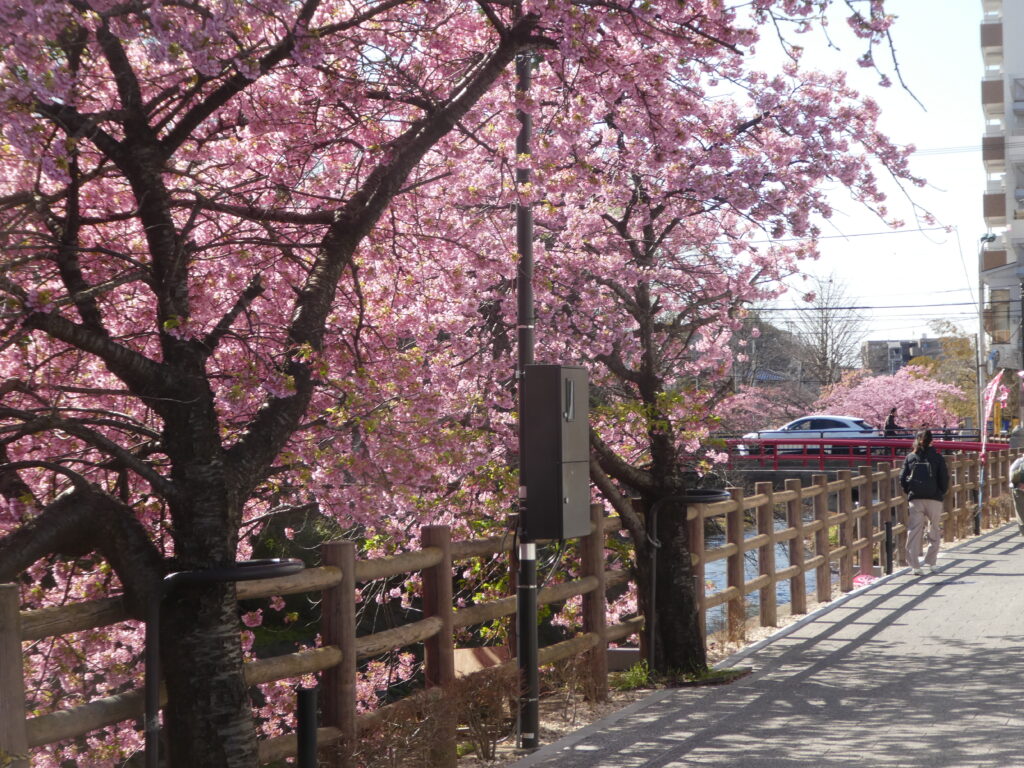 「第14回松戸宿坂川河津桜まつり」2日前の河津桜。
