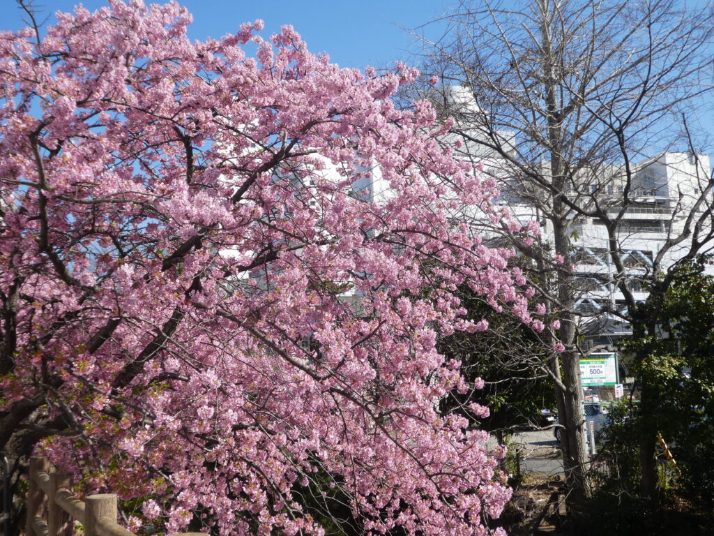 「第14回松戸宿坂川河津桜まつり」2日前の河津桜。