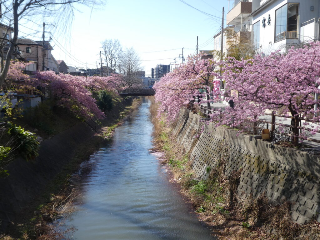 「第14回松戸宿坂川河津桜まつり」2日前の河津桜。
