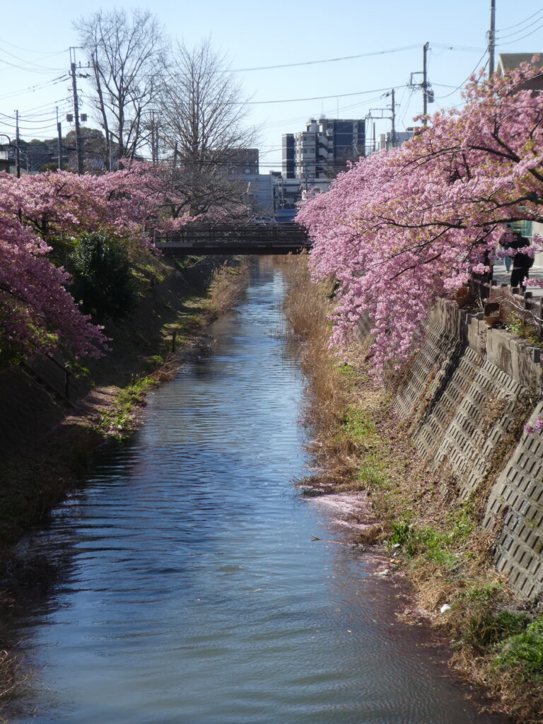 「第14回松戸宿坂川河津桜まつり」2日前の河津桜。