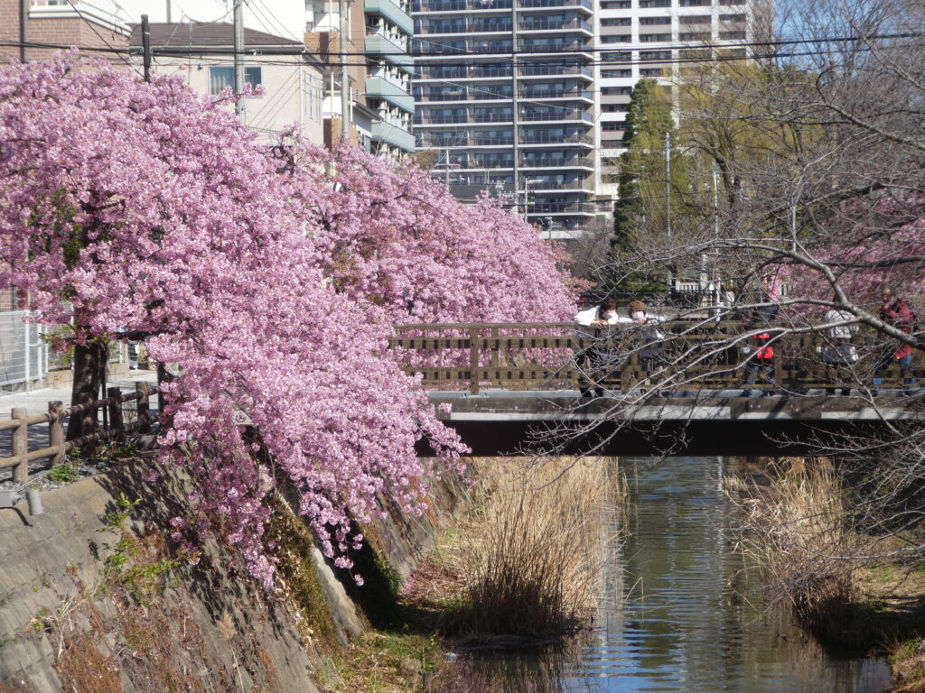 「第14回松戸宿坂川河津桜まつり」2日前の河津桜。