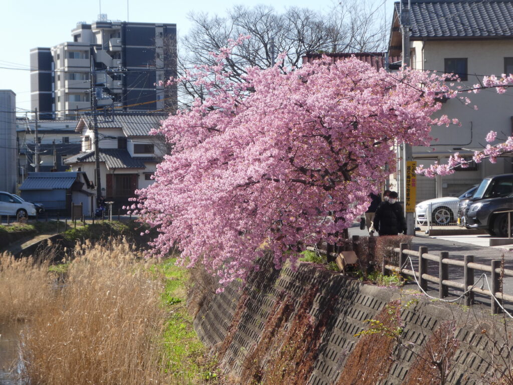 「第14回松戸宿坂川河津桜まつり」2日前の河津桜。