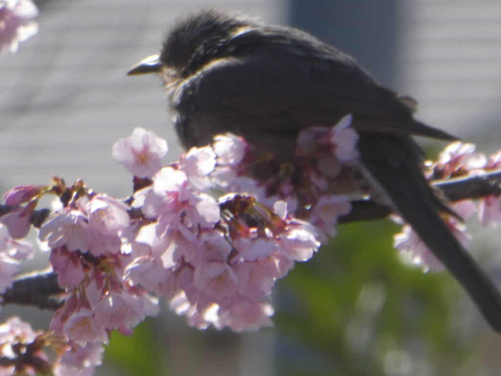 「第14回松戸宿坂川河津桜まつり」2日前の河津桜。