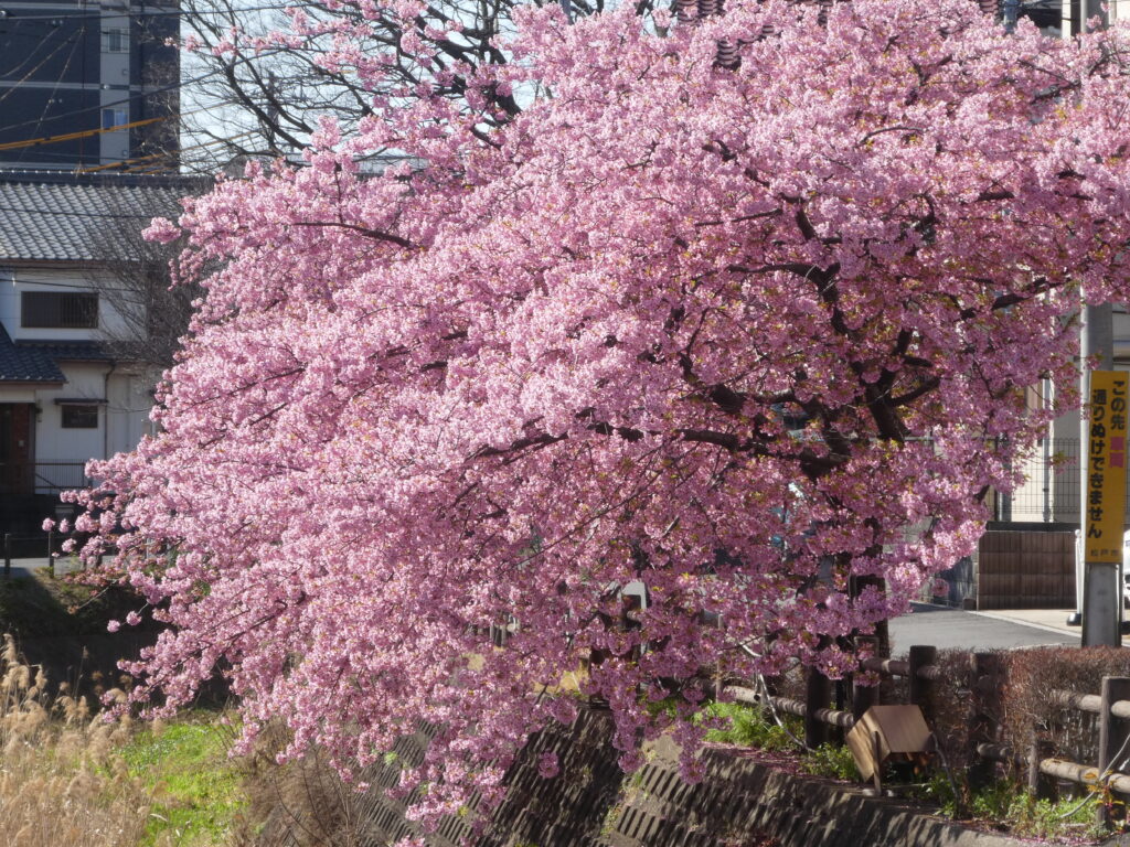 「第14回松戸宿坂川河津桜まつり」2日前の河津桜。