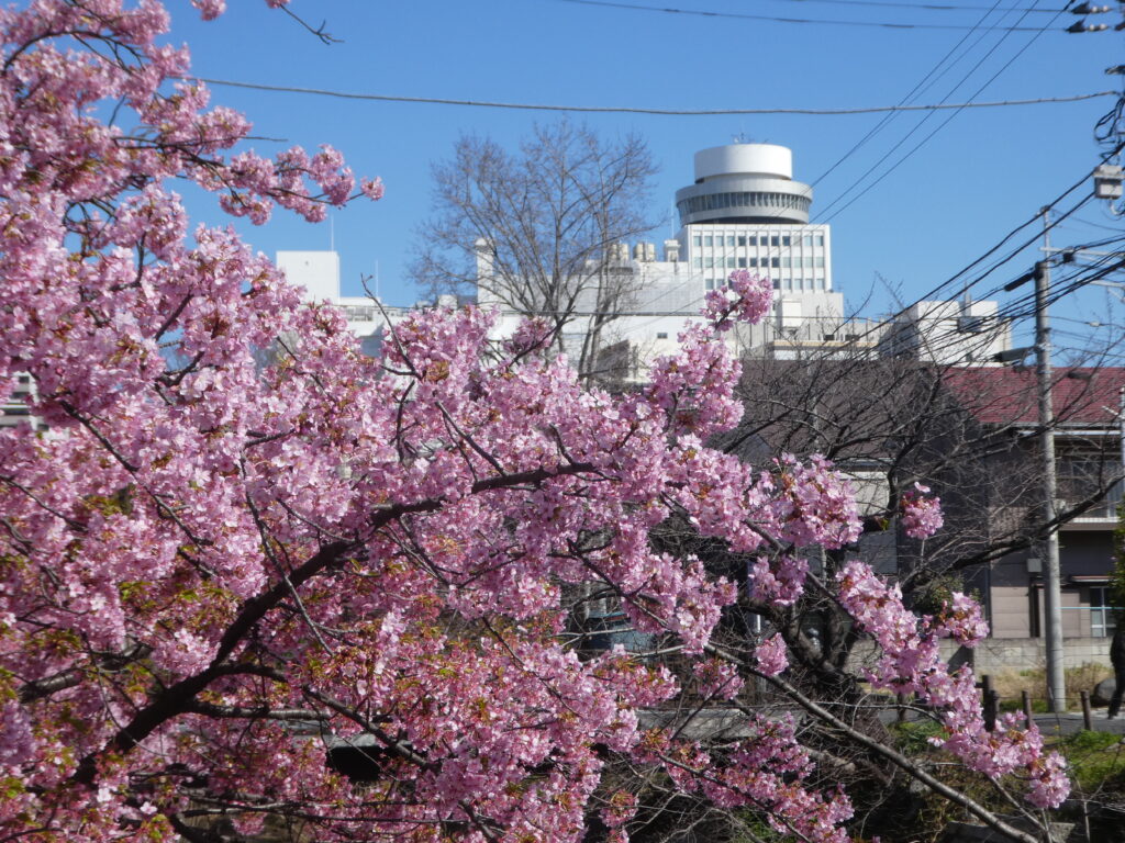 「第14回松戸宿坂川河津桜まつり」2日前の河津桜。