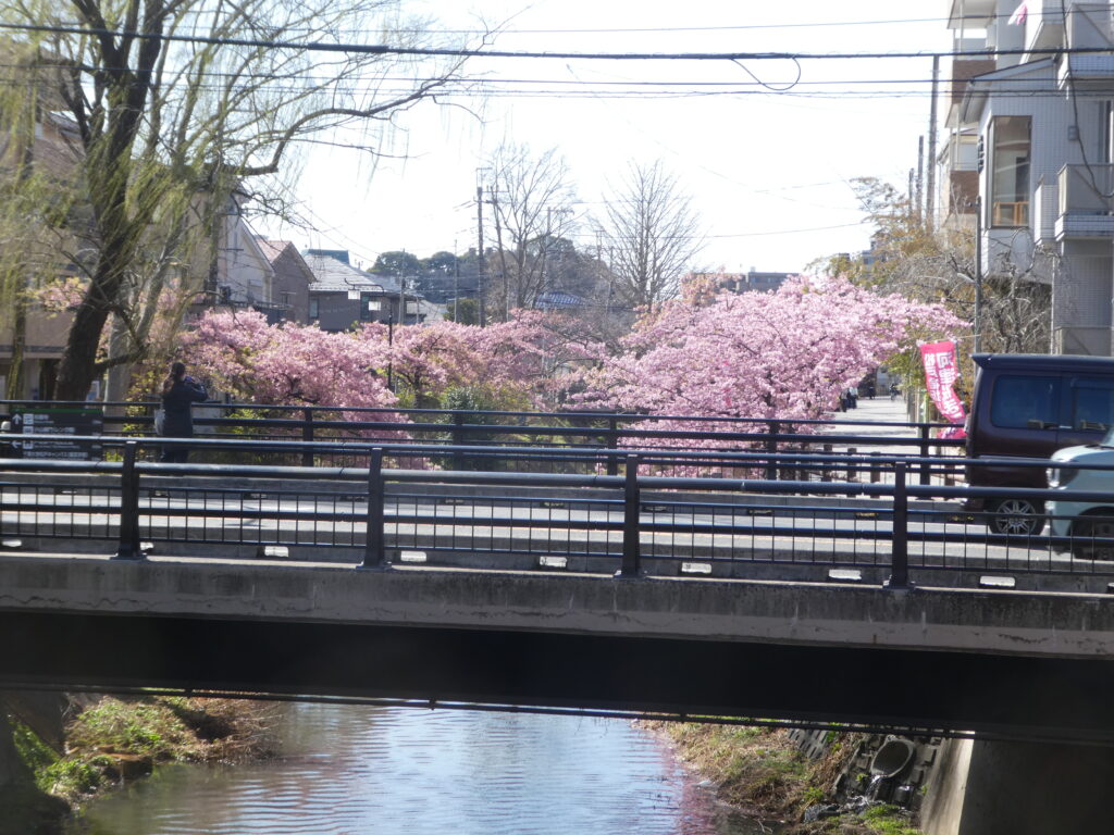 「第14回松戸宿坂川河津桜まつり」2日前の河津桜。