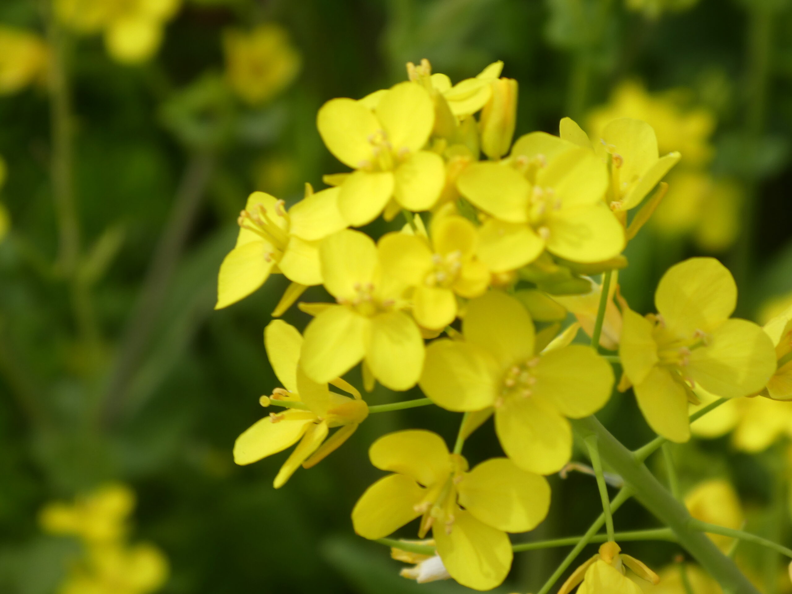 江戸川の菜の花