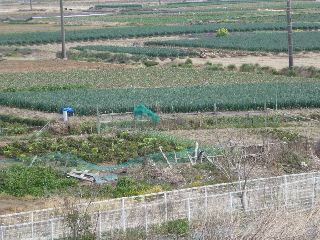 矢切の渡し付近