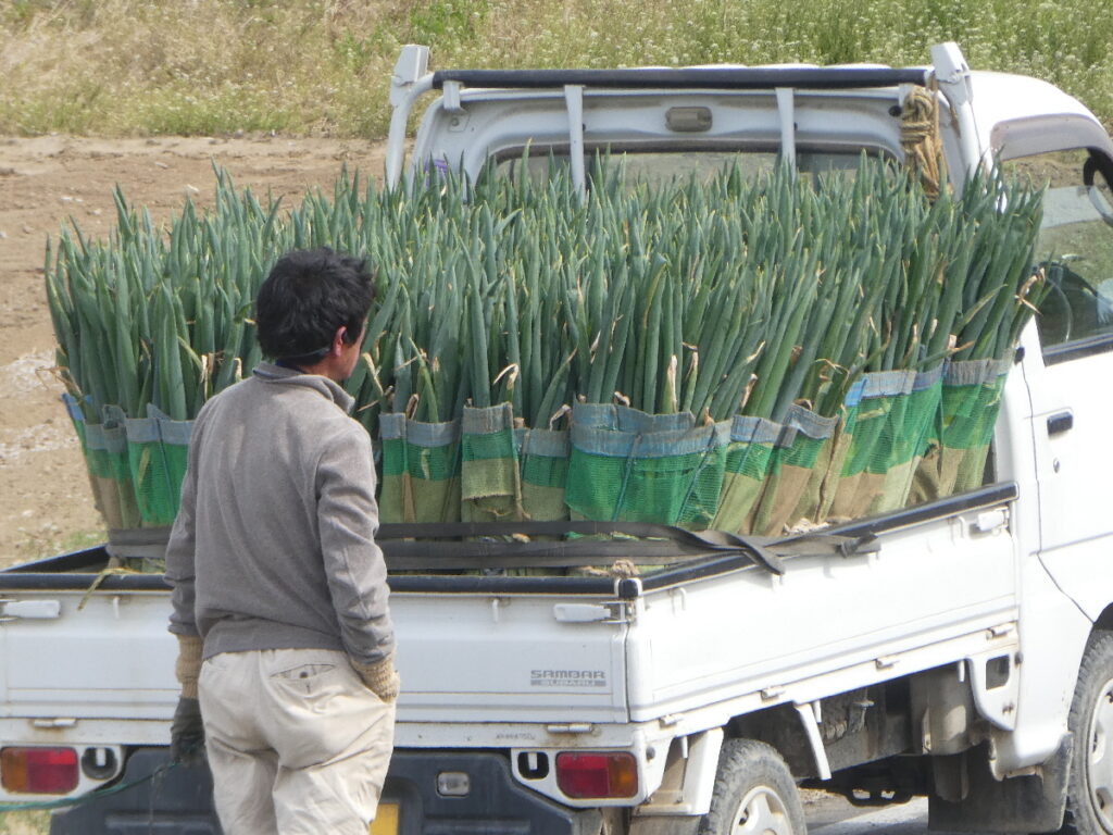 矢切の渡し付近