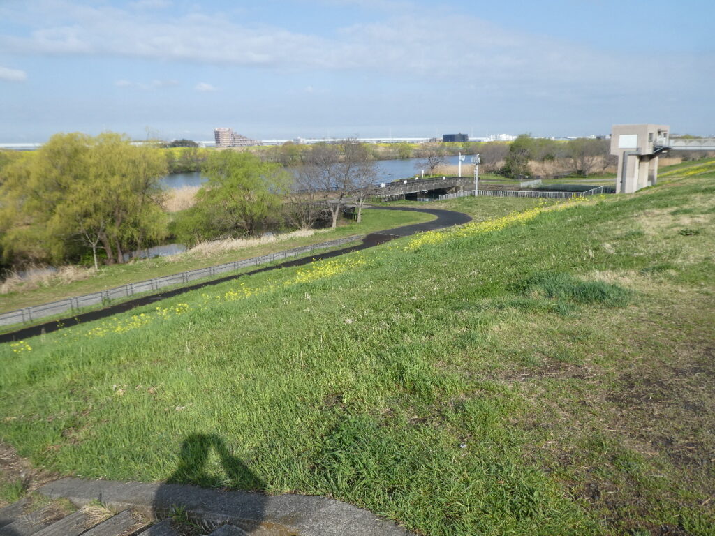 江戸川の菜の花2026