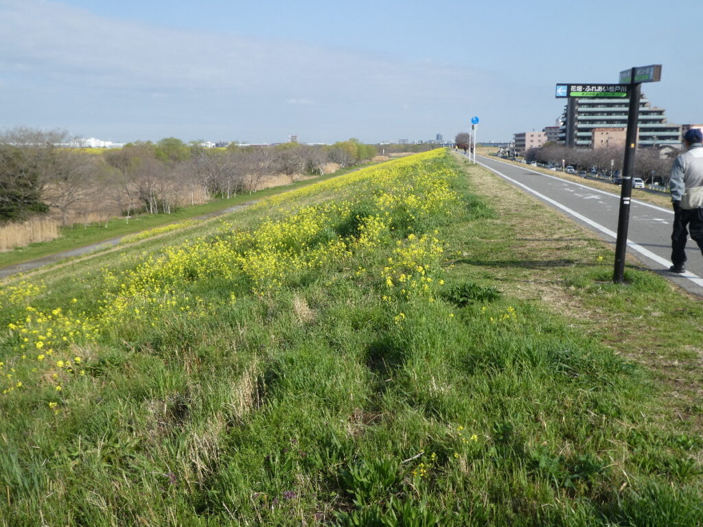 江戸川の菜の花2026