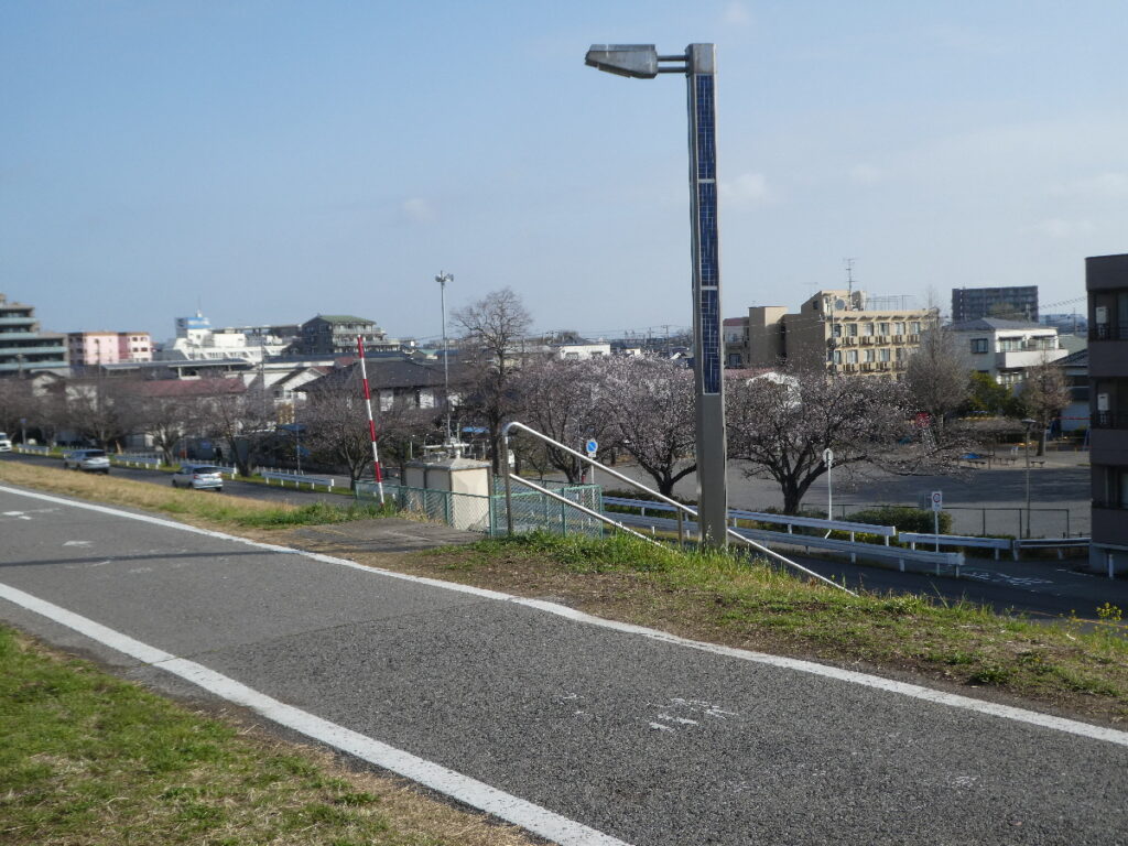 江戸川の菜の花2026