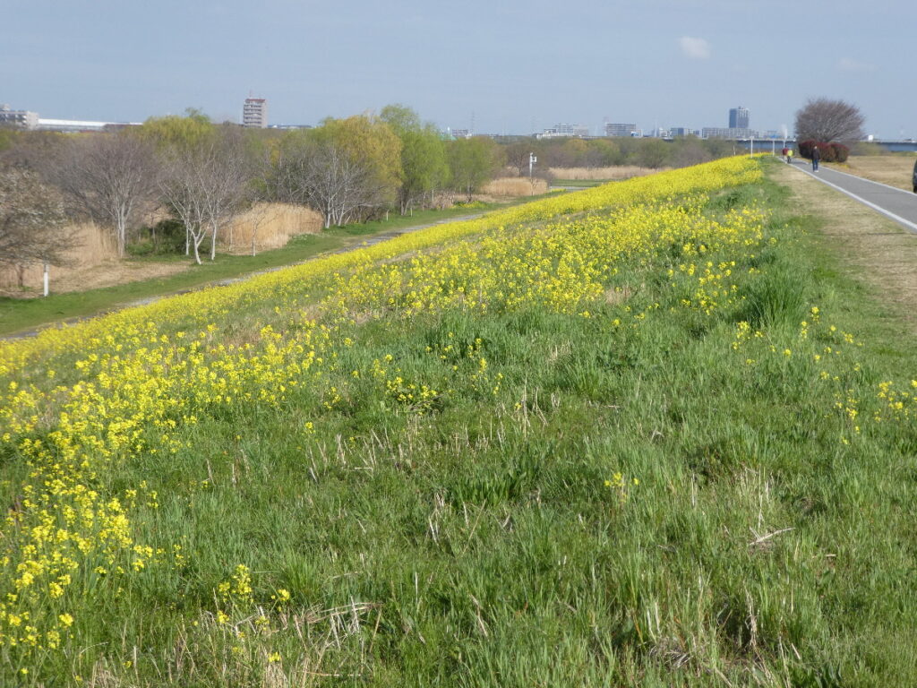 江戸川の菜の花2026