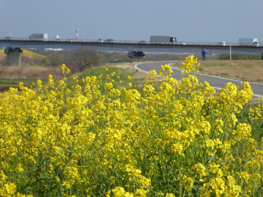 江戸川の菜の花2026