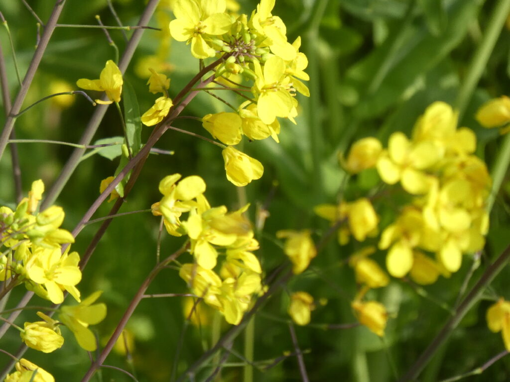 江戸川の菜の花2026