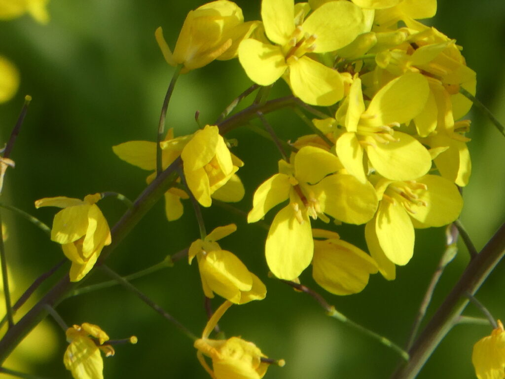 江戸川の菜の花2026