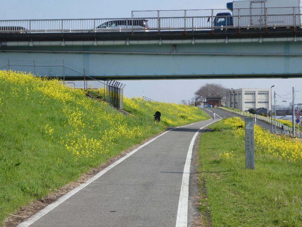 江戸川の菜の花2026
