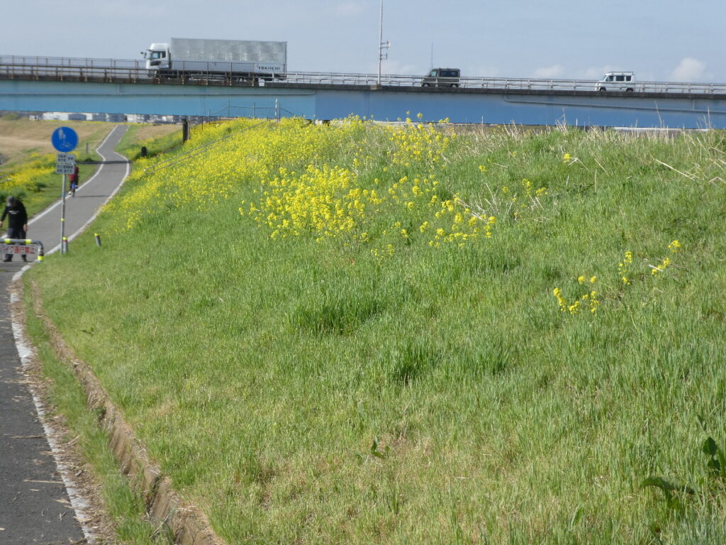 江戸川の菜の花2026