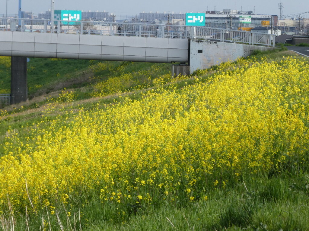 江戸川の菜の花2026