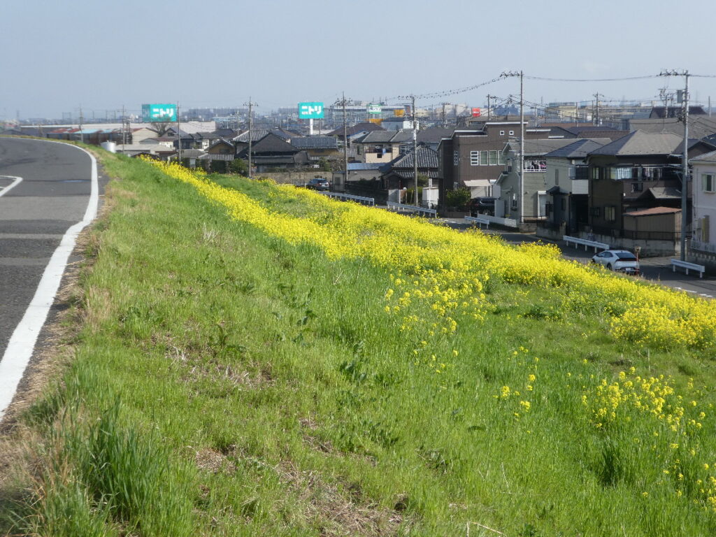 江戸川の菜の花2026
