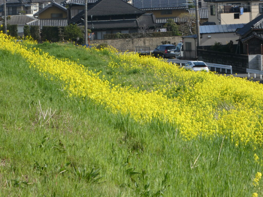 江戸川の菜の花2026