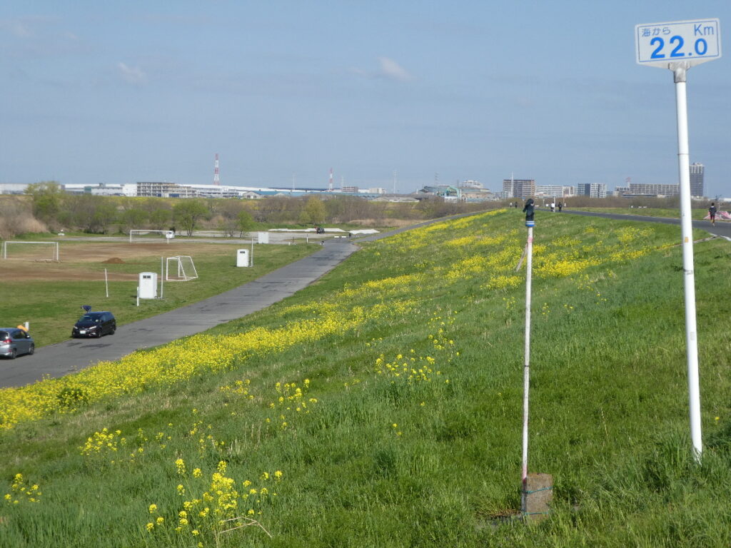 江戸川の菜の花2026